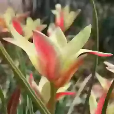 Clusiana Cynthia